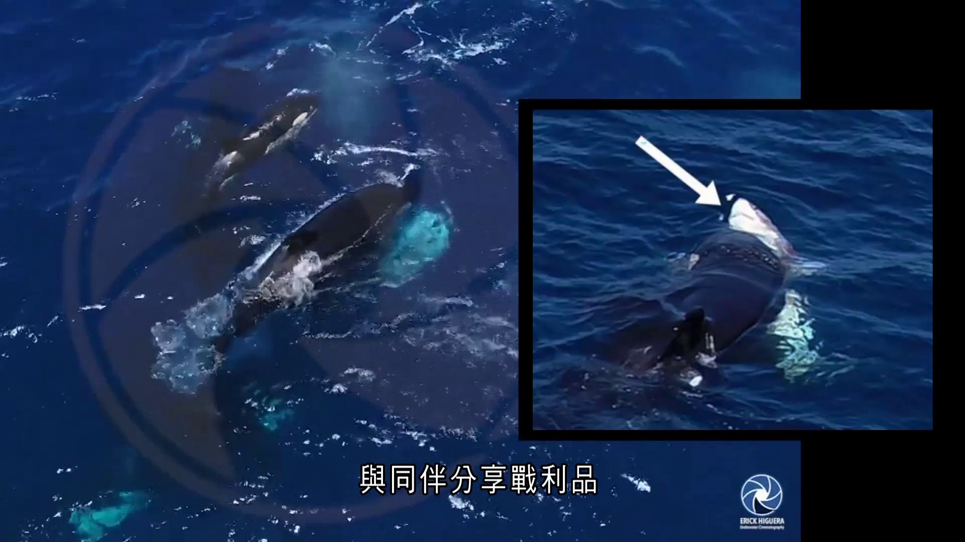 墨西哥虎鯨圍攻幼鯊畫面曝光　反轉身軀獵食肝臟　揭具戰略思考、精密社交能力