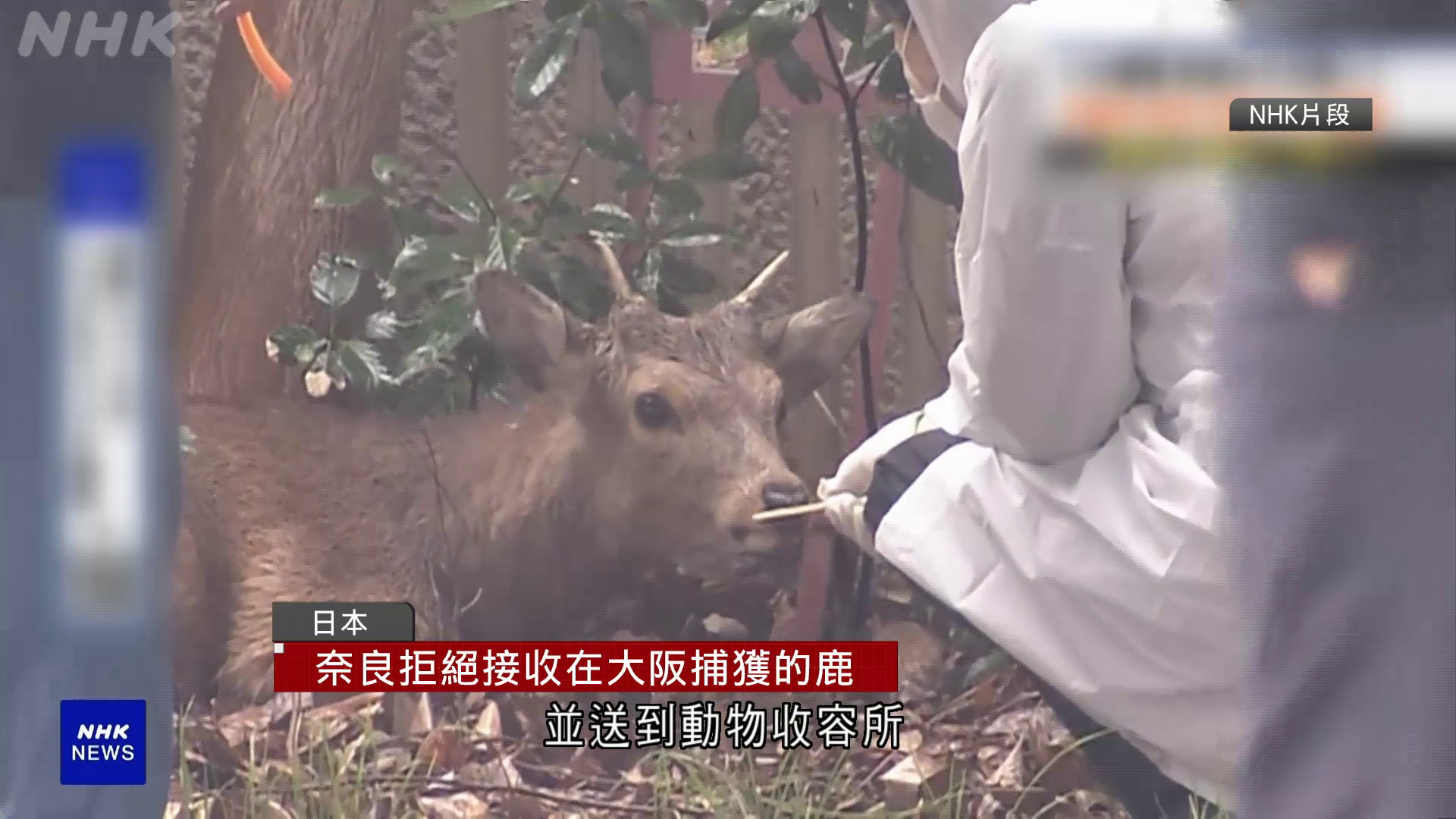 大阪市內疑再現奈良鹿　奈良縣知事拒絕接回