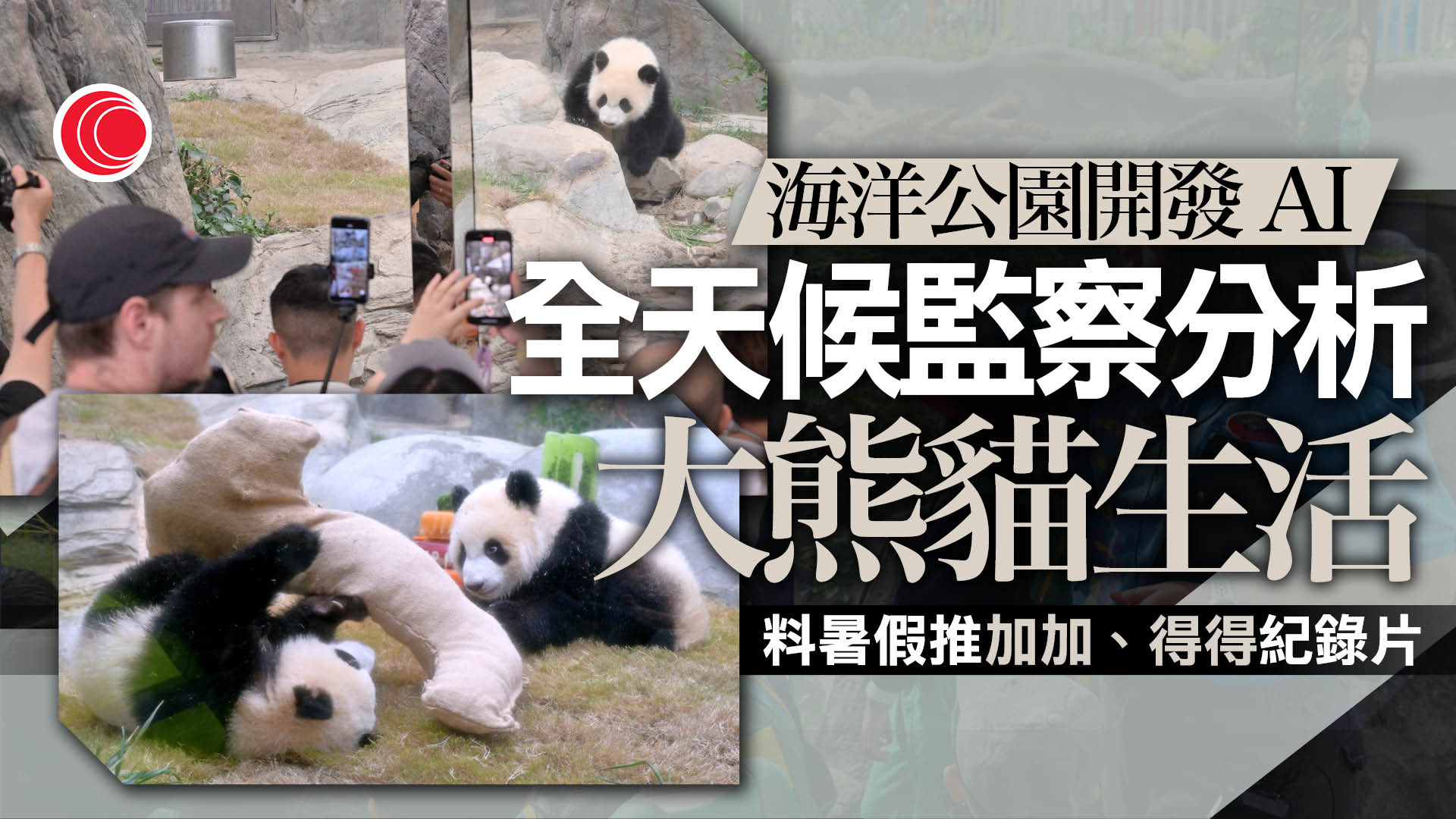 海洋公園：海外訪客增長逾兩成　正籌備港產大熊貓紀錄片