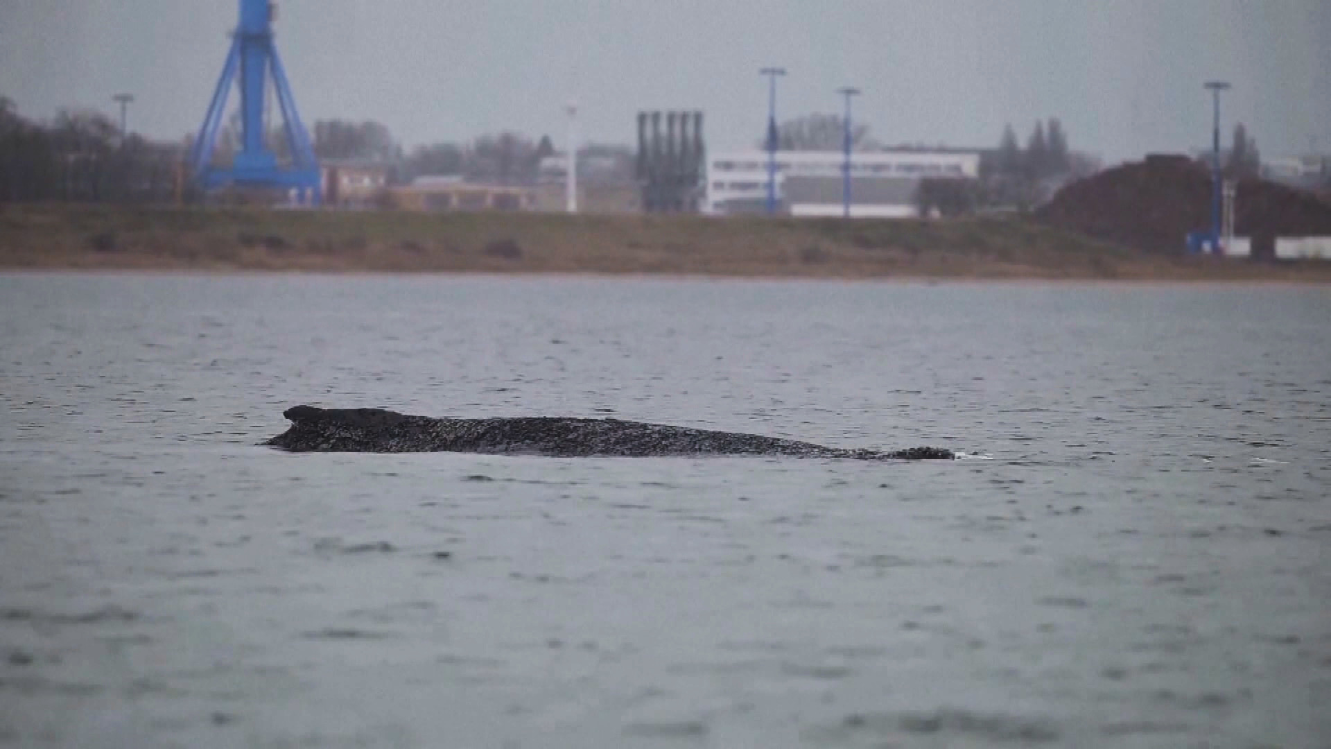 波羅的海座頭鯨獲救後再擱淺　警：會用一切方法助脫險