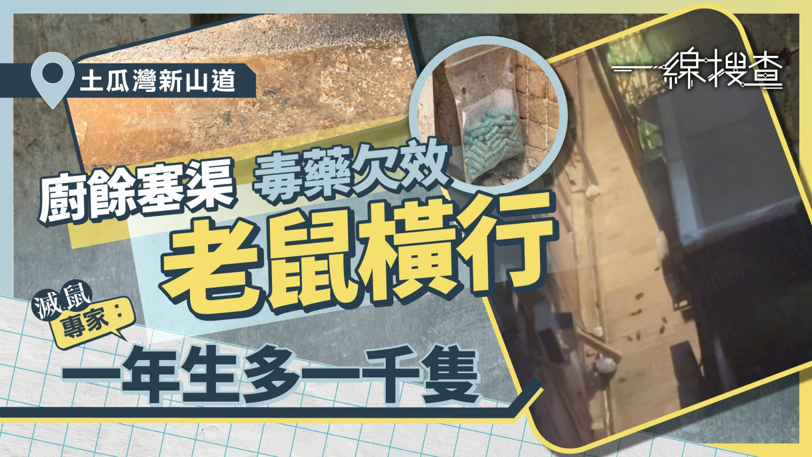 一線搜查｜土瓜灣後巷驚現「老鼠集會」　舊區棚架多淪鼠路　街坊：會爬上嚟屋企