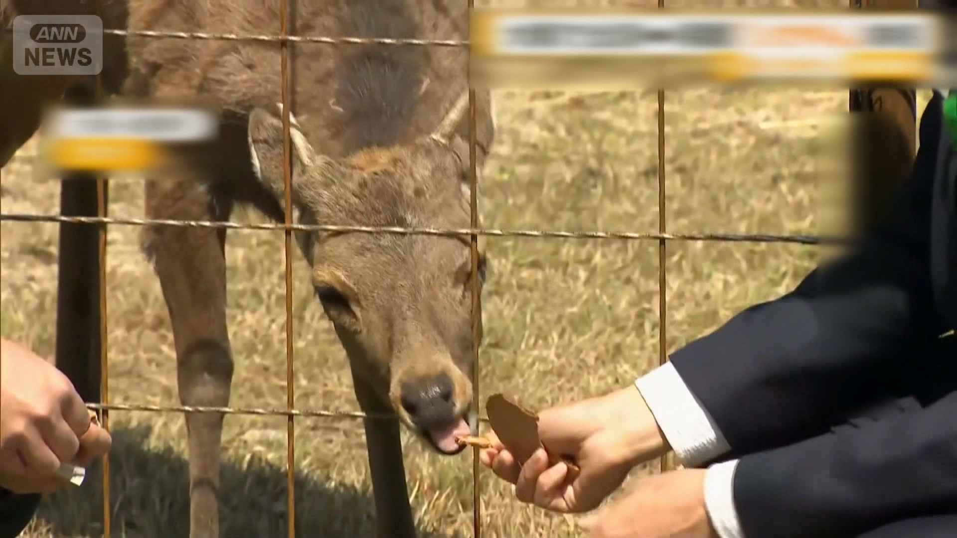 大阪市內出沒鹿取名「鹿仔」　獲安置於能勢溫泉營地　擬開放公眾探望