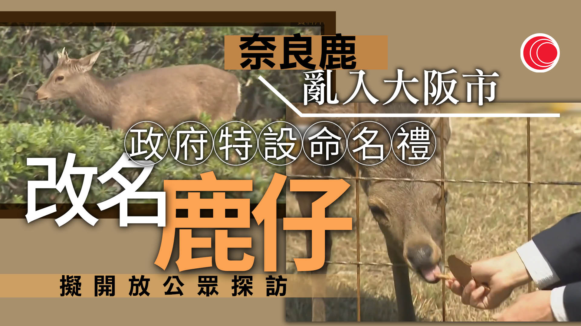 大阪市內出沒鹿取名「鹿仔」　獲安置於能勢溫泉營地　擬開放公眾探望