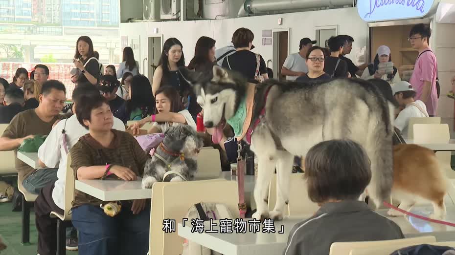 香港小輪辦「狗狗慈善維港遊」　部分收益撥捐慈善機構