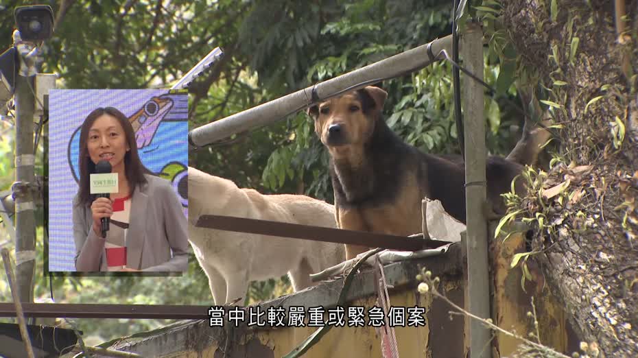 虐畜檢控比例低　漁護署：部分涉鄰里糾紛　指警方落力執法、市民可放心