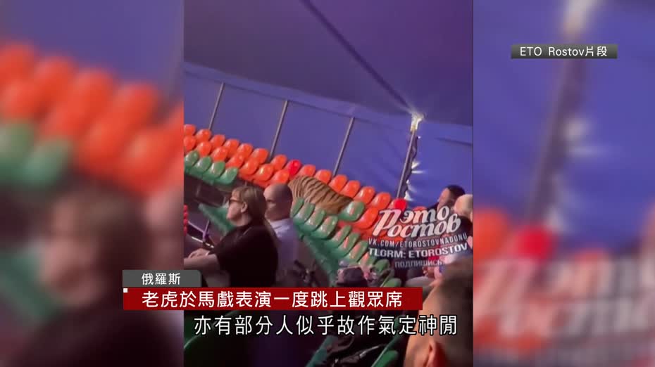 俄國馬戲團「走甩」老虎　台上跳向觀眾席　人群慌忙走避未有傷亡