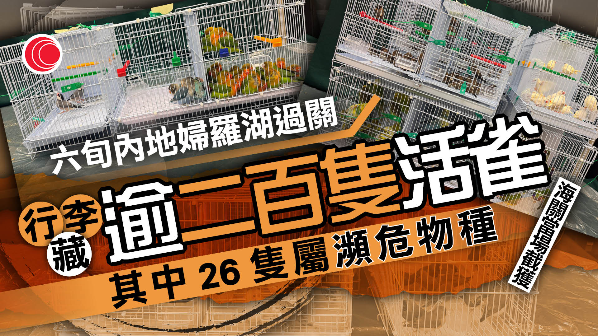 羅湖海關截查61歲抵港婦　揭行李藏241隻活雀　26隻屬瀕危物種