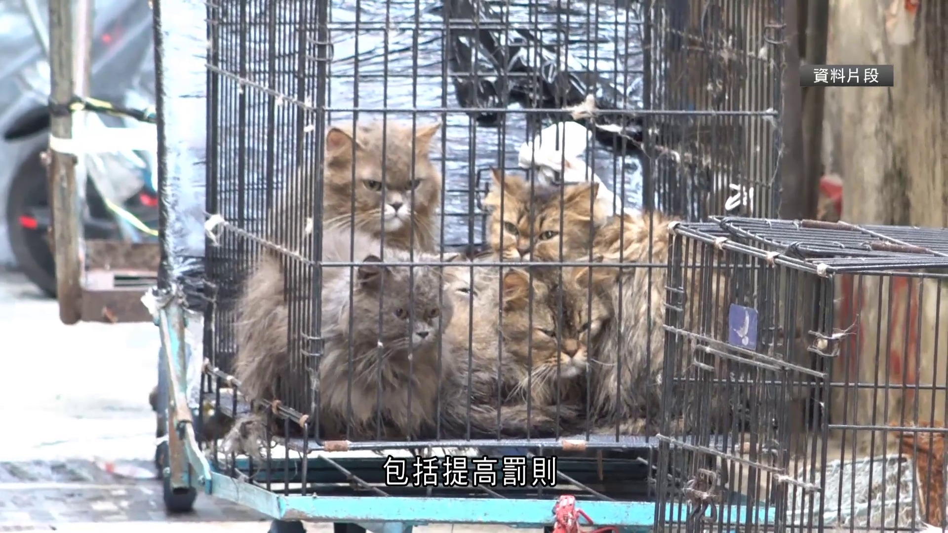 政府擬修例加重虐畜刑罰　議員關注未涵蓋規管寵物照顧　謝展寰憂令飼主怕犯法而棄養
