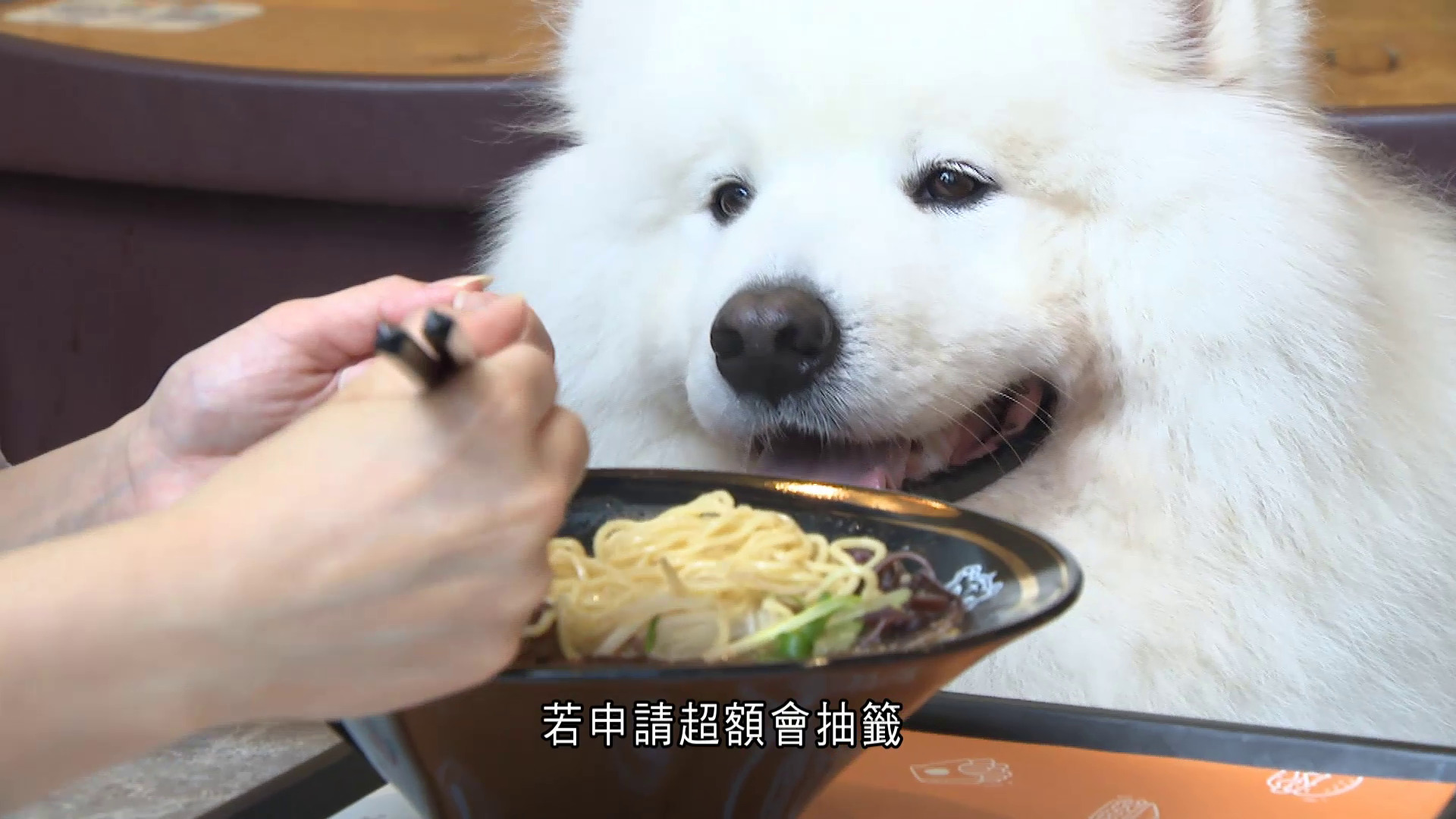 狗隻友善食肆｜5.18起接受食肆申請　6月中發出首批牌照　謝展寰：將推出指引
