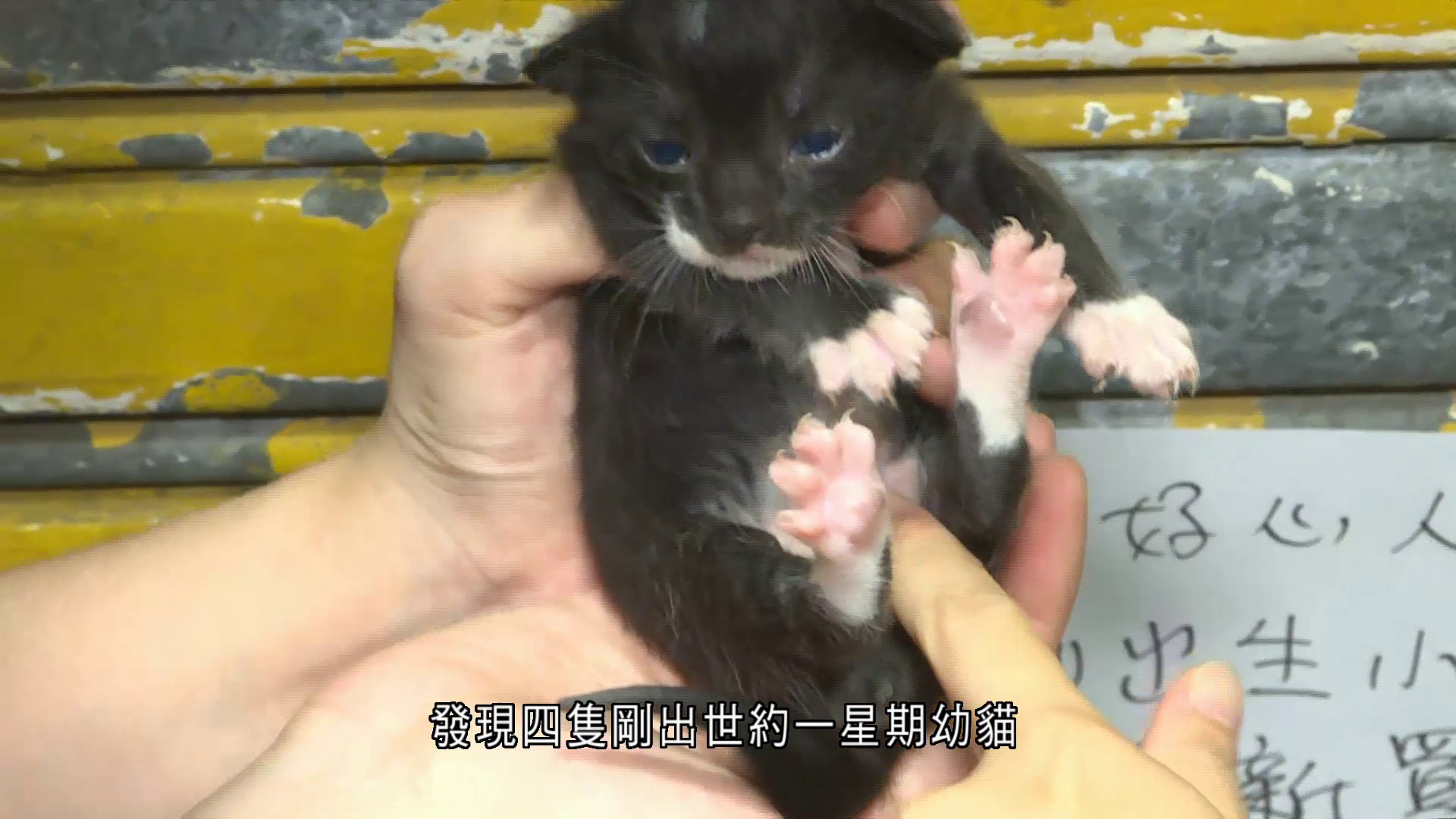 四初生幼貓遭遺棄深水埗街頭　警列虐待動物跟進
