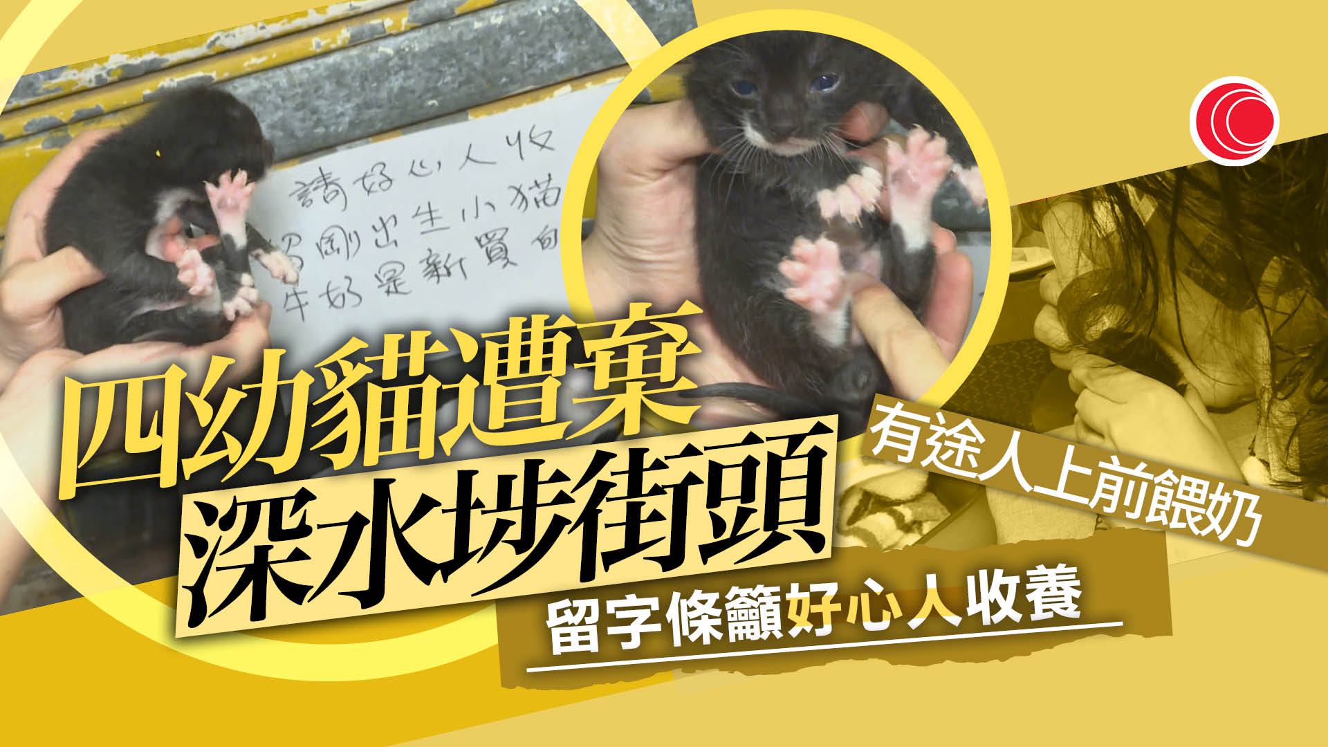 四初生幼貓遭遺棄深水埗街頭　警列虐待動物跟進