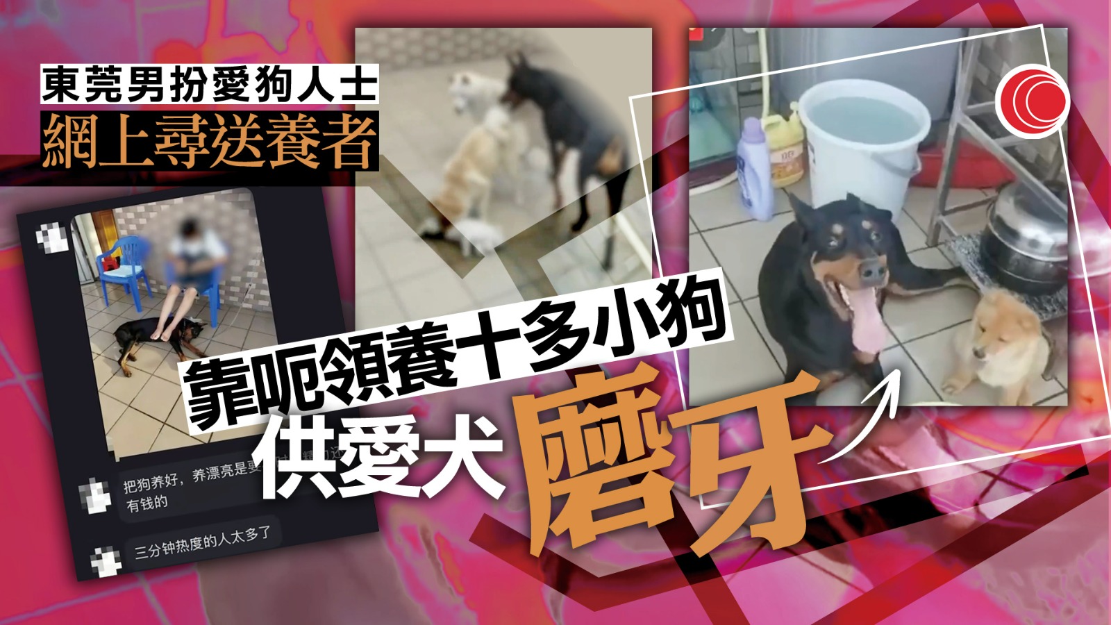 有片｜自私狗主「騙領」寵物犬　供烈犬獵殺訓練、磨牙　苦主自責：經常夢見牠