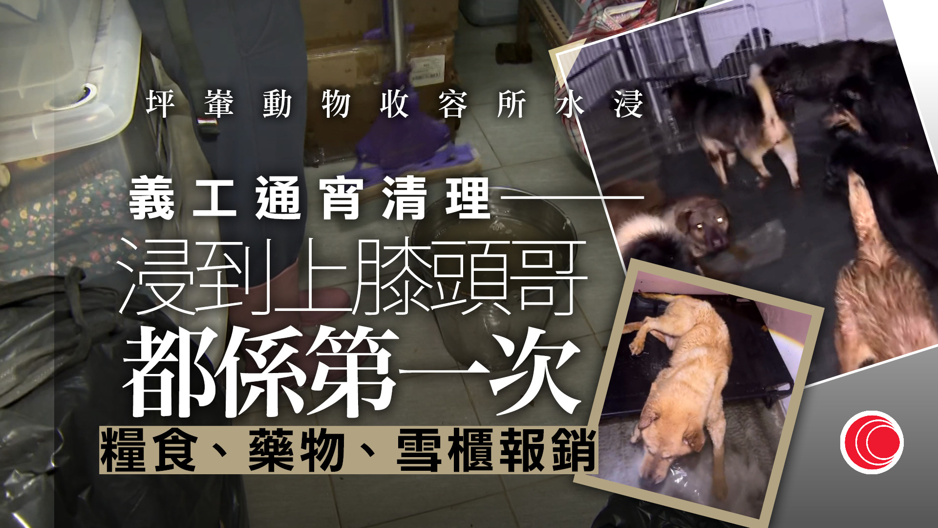 暴雨｜粉嶺坪輋動物收容所水浸一尺深　糧食藥物及雪櫃報銷　古洞村民徹夜清積水形容是最嚴重一次