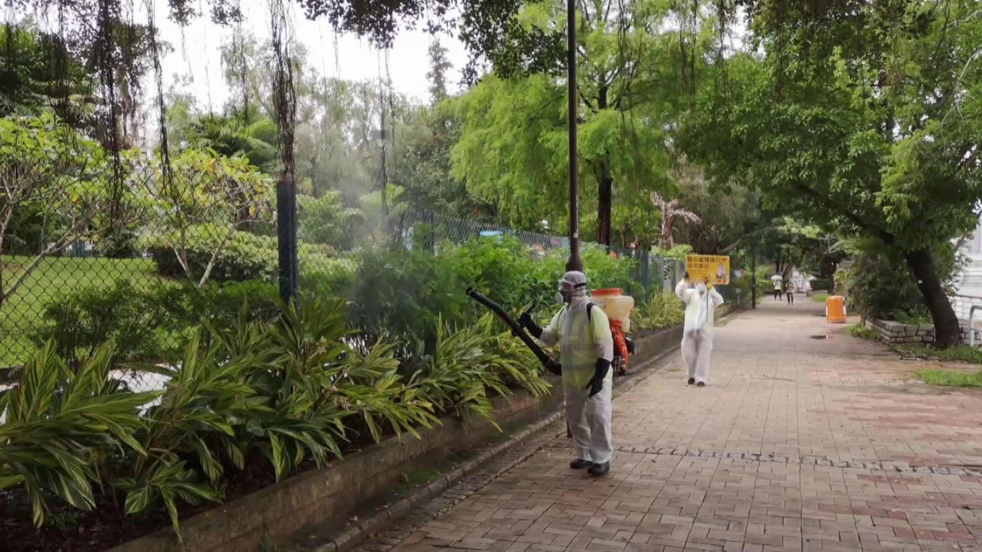 白紋伊蚊｜香港仔、鴨脷洲誘蚊器指數超20%