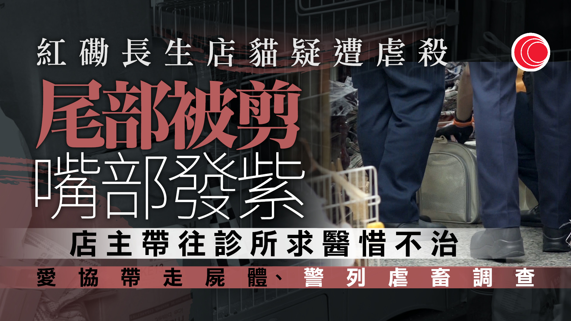 紅磡長生店貓隻疑遭剪尾　嘴部發紫送院亡　店主報警、列虐畜調查