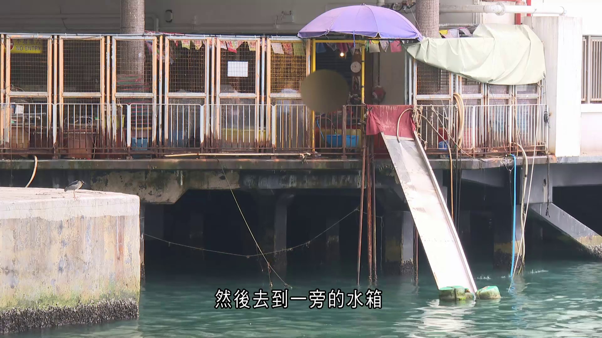 佛誕｜本台直擊北角碼頭設「放生滑水道」　疑魚檔員工阻鏡頭：大家要搵食