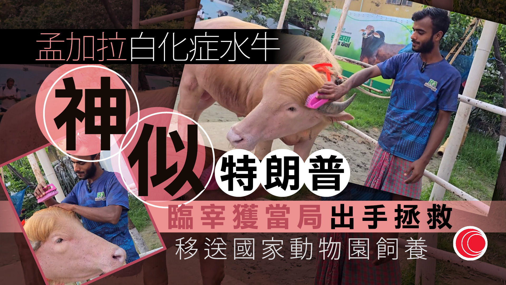 孟加拉白化症水牛意外爆紅　金色毛髮似足特朗普逃過宰殺命運