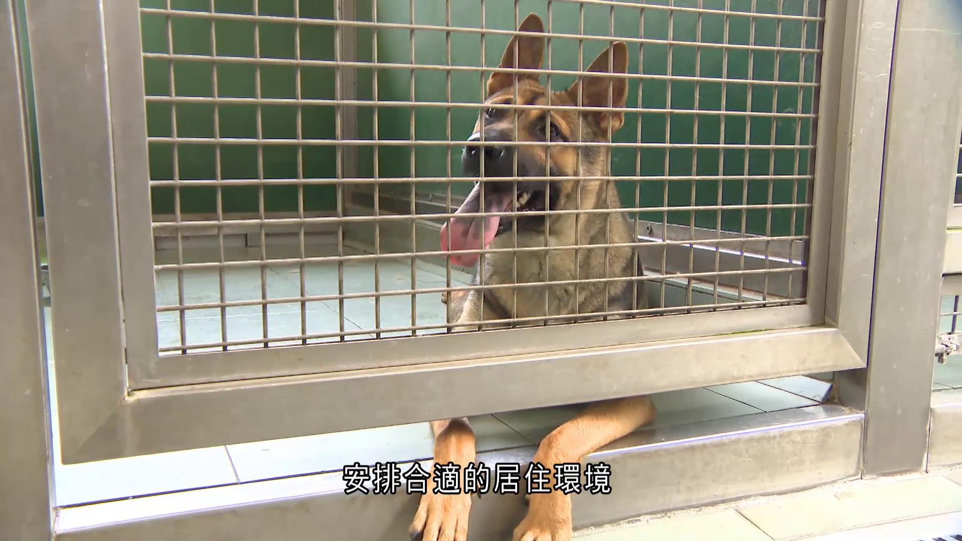 漁護署年均接收400隻流浪狗　惜領養數目跌　籲市民領養：動物管理中心僅中轉站非最終去處