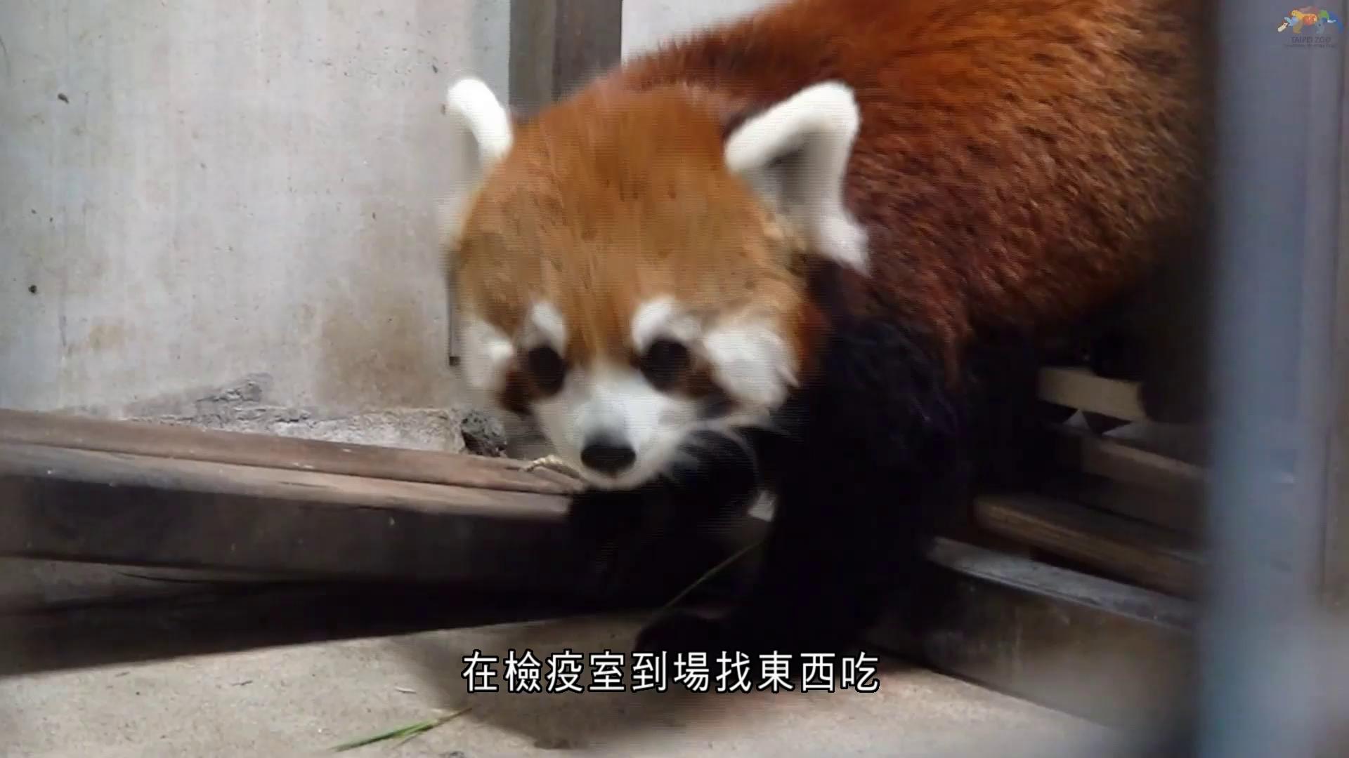 上海贈送小熊貓抵台北市立動物園