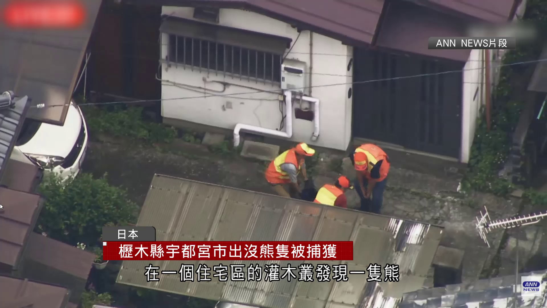 日本宇都宮市連日熊出沒　當局發射麻醉彈捕獲