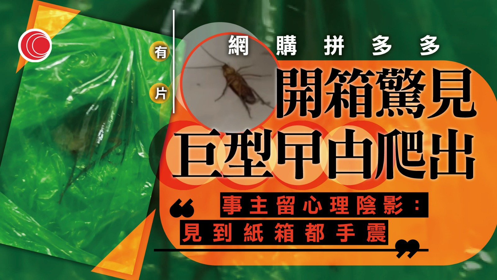 有片｜拼多多集運包裹藏巨型「生猛曱甴」　樓主崩潰發帖求安慰　網民：附送禮物