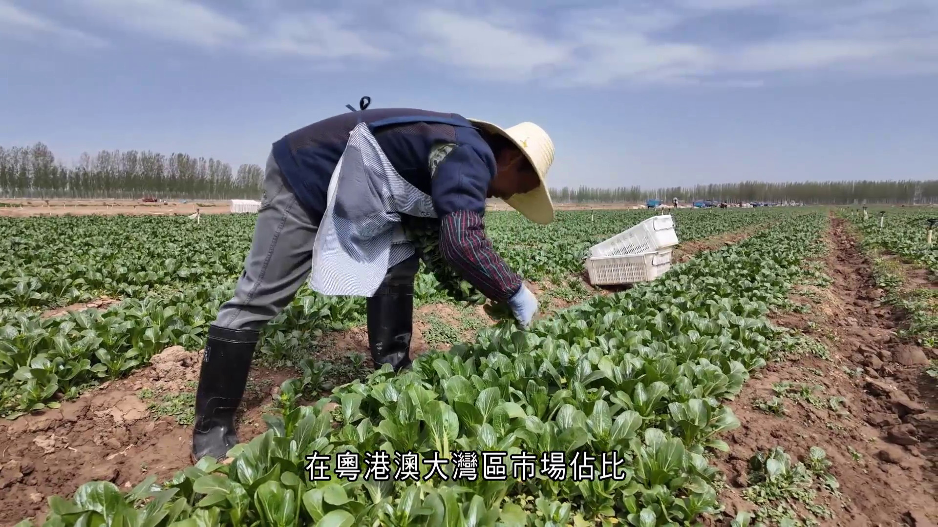 寧夏「冷涼蔬菜」冷鏈保鮮物流直送粵港澳大灣區