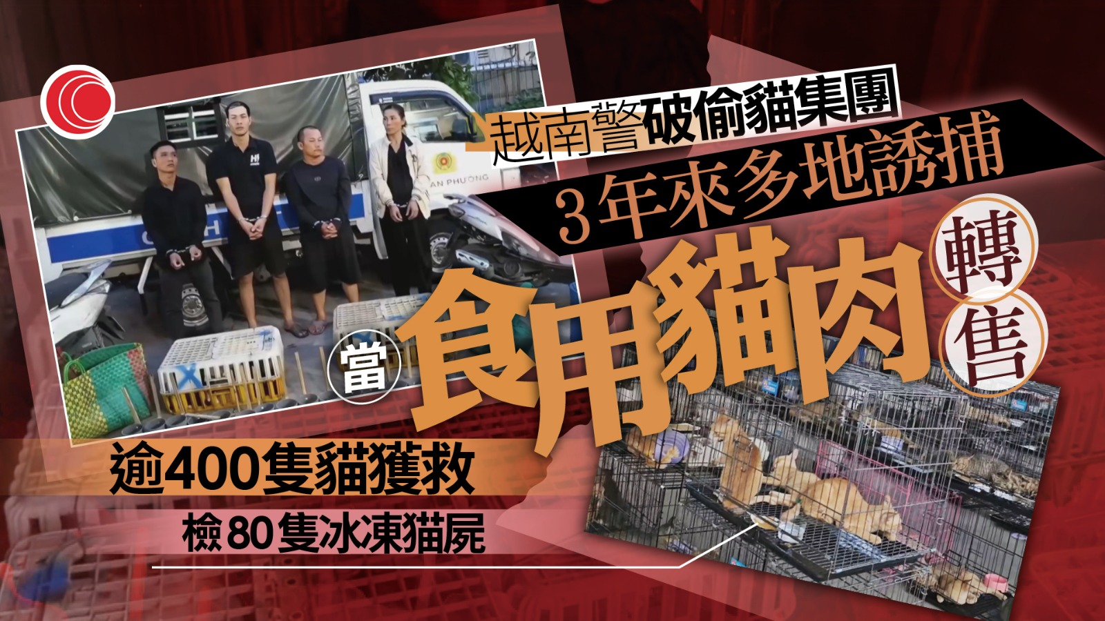 越南警方破偷貓集團救逾400活貓　過去三年多地誘捕轉售貓販