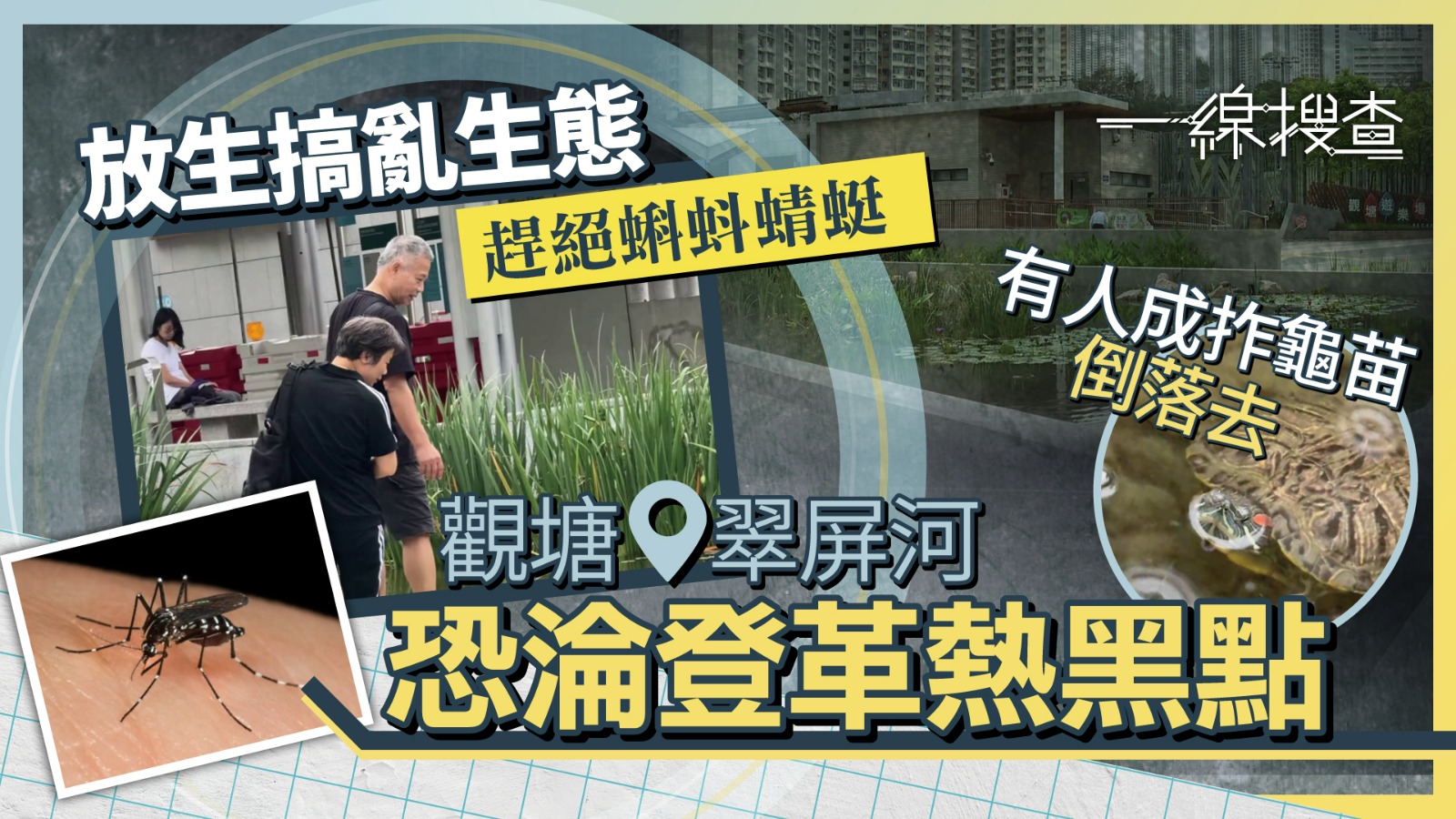 一線搜查｜亂放生變養蚊　觀塘翠屏河恐爆生態災難　逗留路過隨時中登革熱？