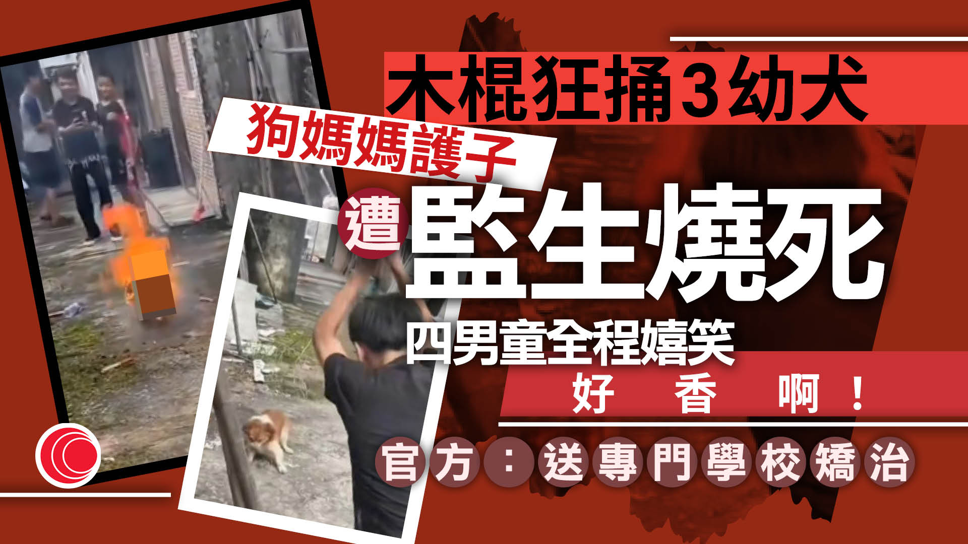 4男童虐殺流浪狗母子　木棍插死3幼犬、淋油火燒狗媽媽　網民怒斥「天生壞種」