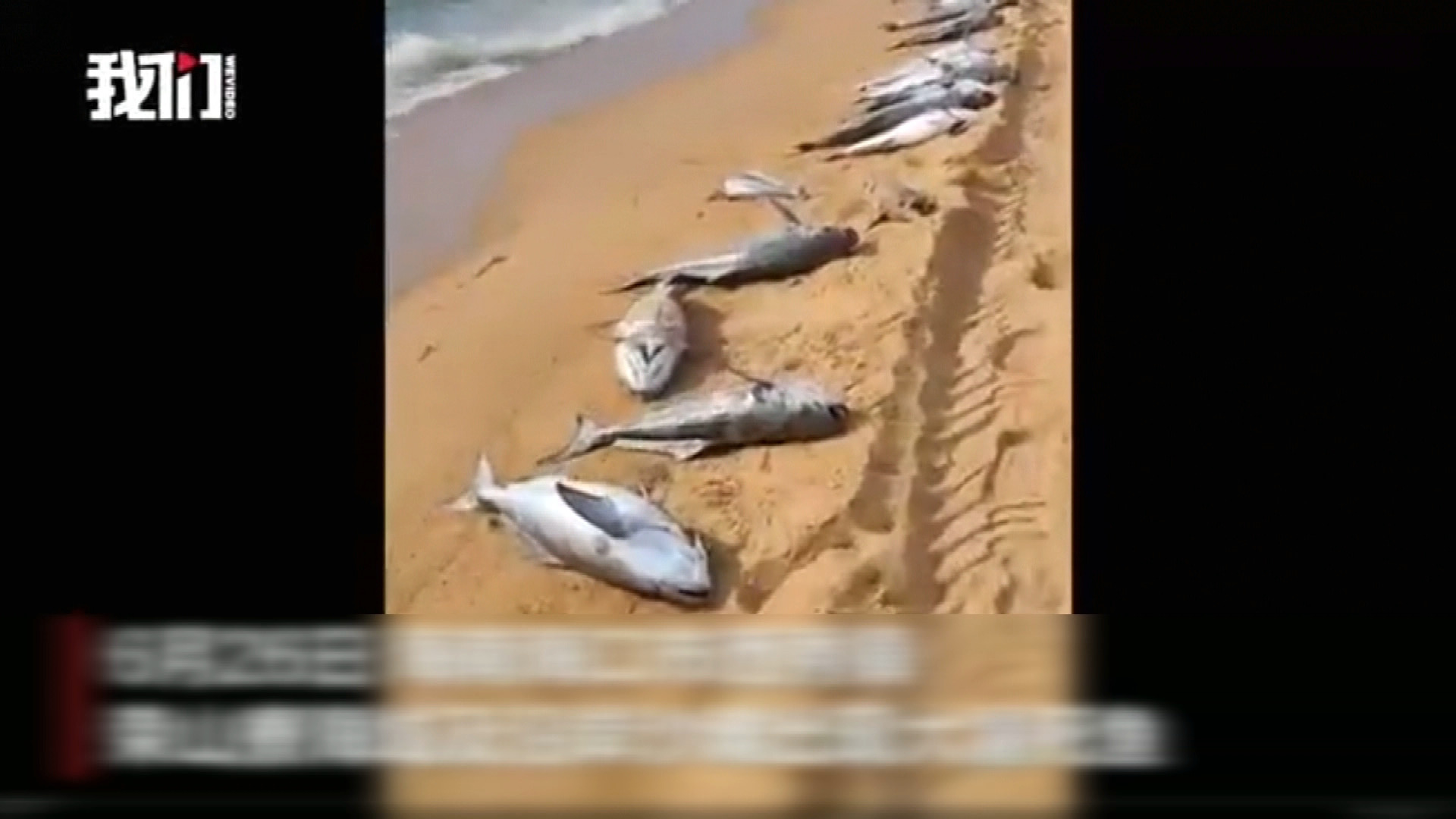 海南多地紅潮　專家形容災害罕見　狂風暴雨有利加快消散