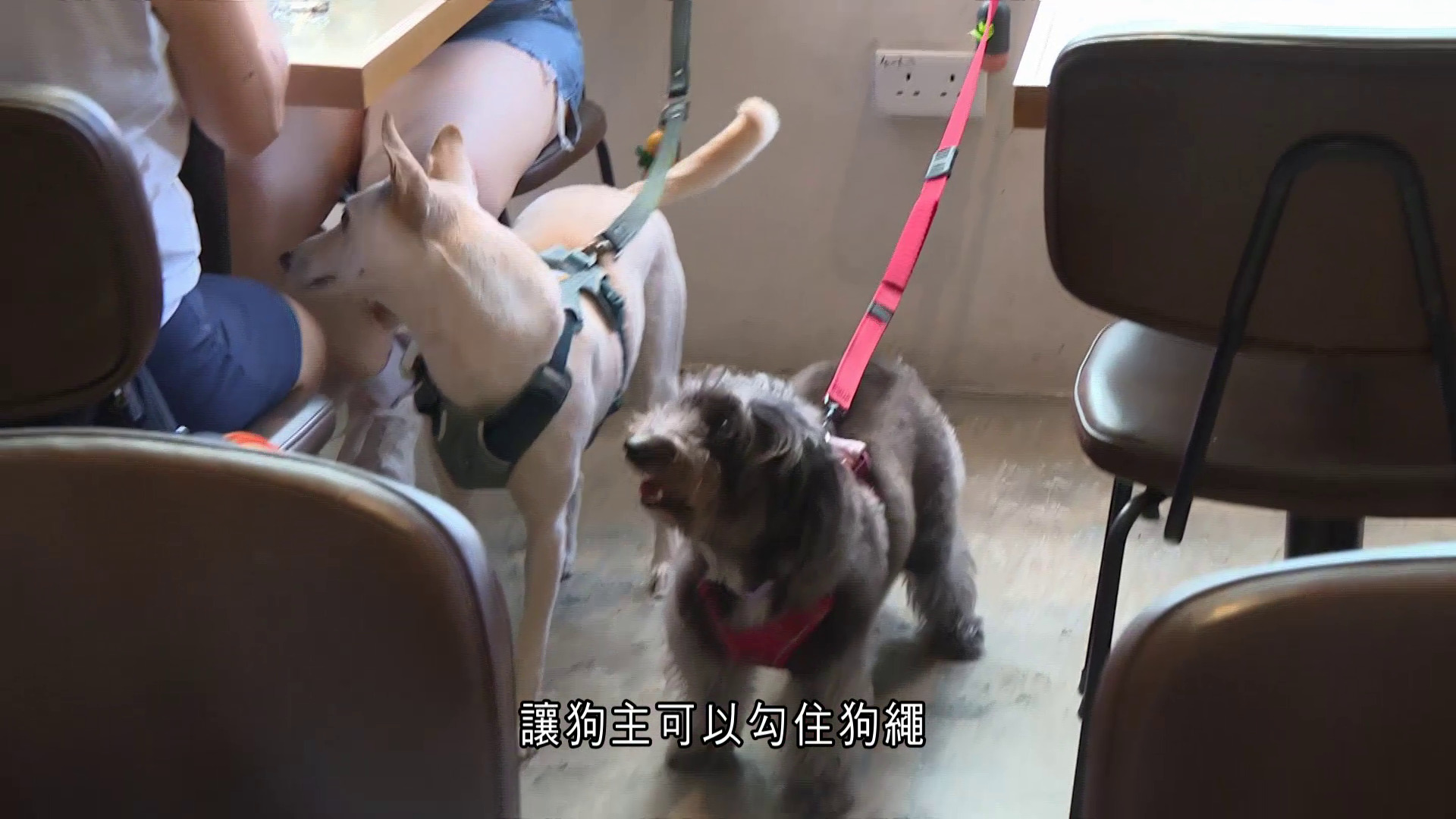 狗隻友善食肆｜設一個月適應期　專責隊伍「先教育、後執法」　區議員：提振每區餐飲業