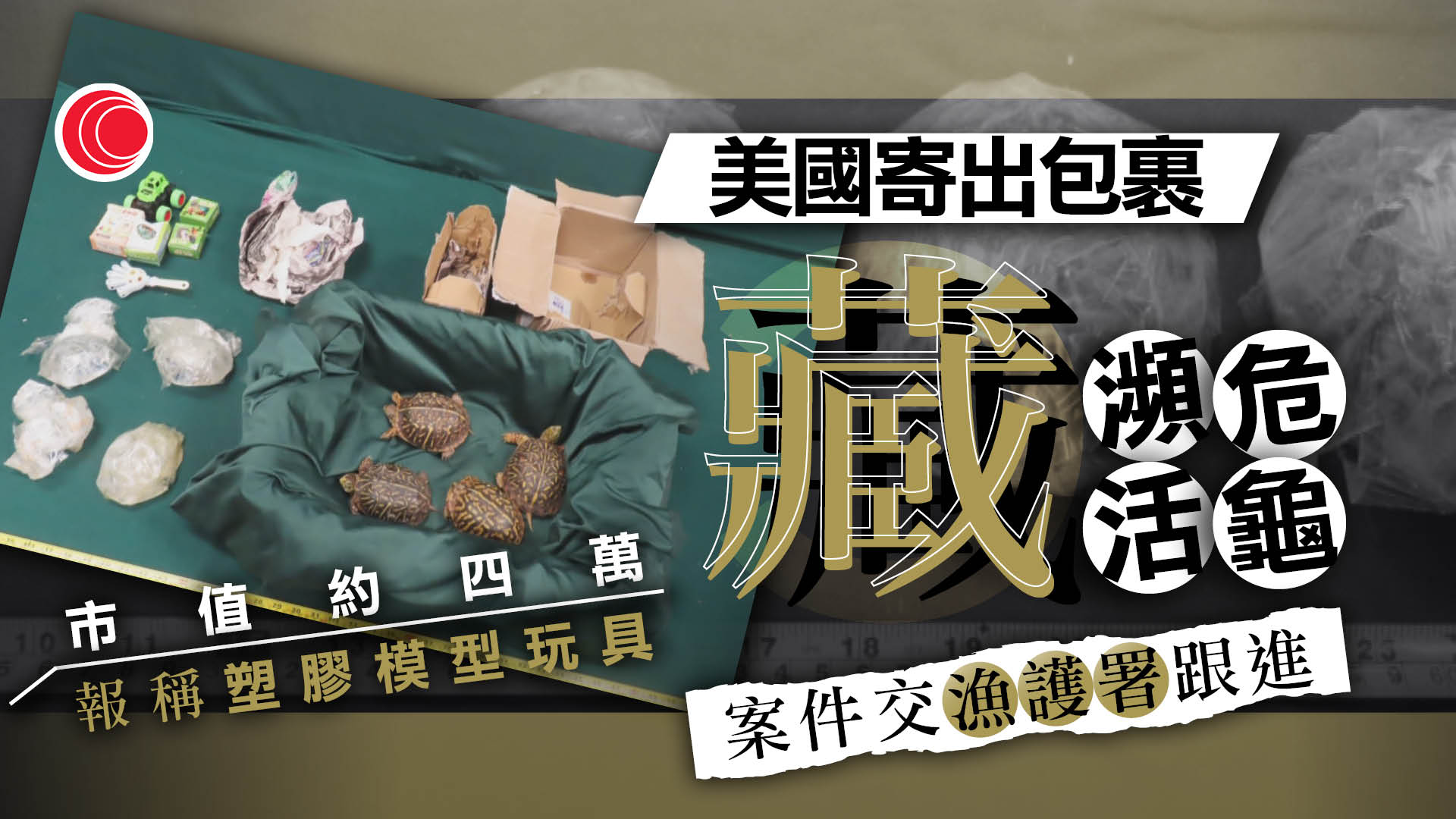 美國寄港郵包藏4隻瀕危活龜　市值約四萬元　海關轉交漁護署跟進