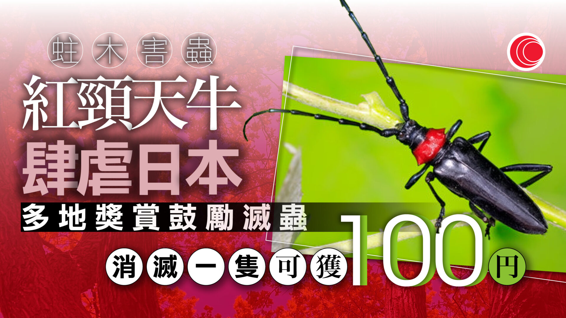 日本紅頸天牛肆虐　蛀食櫻花樹致枯死倒塌　多地政府「懸賞」捉蟲可換禮券