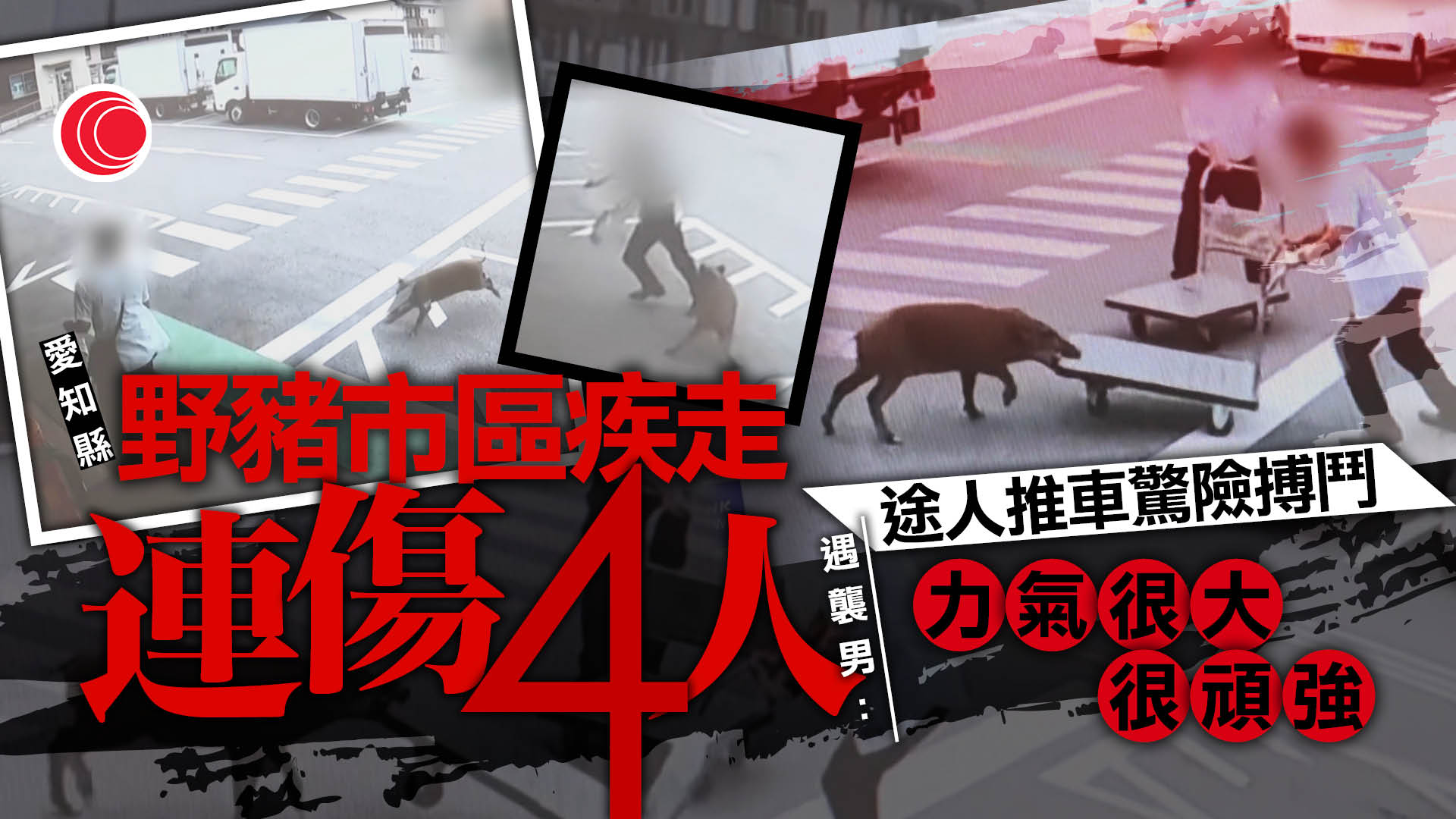 日本愛知縣有野豬闖市區　連襲4人被捕獲後人道毀滅
