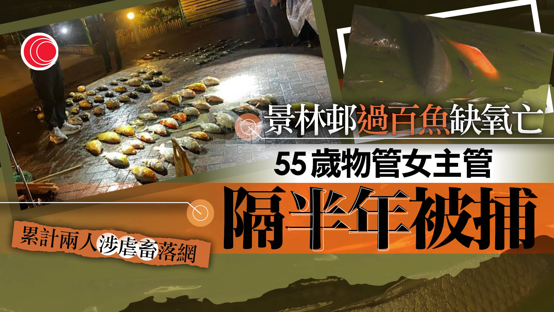 將軍澳景林邨洗魚池致逾百魚亡　警事隔半年拘55歲物管女主管　累計兩人被控殘酷對待動物
