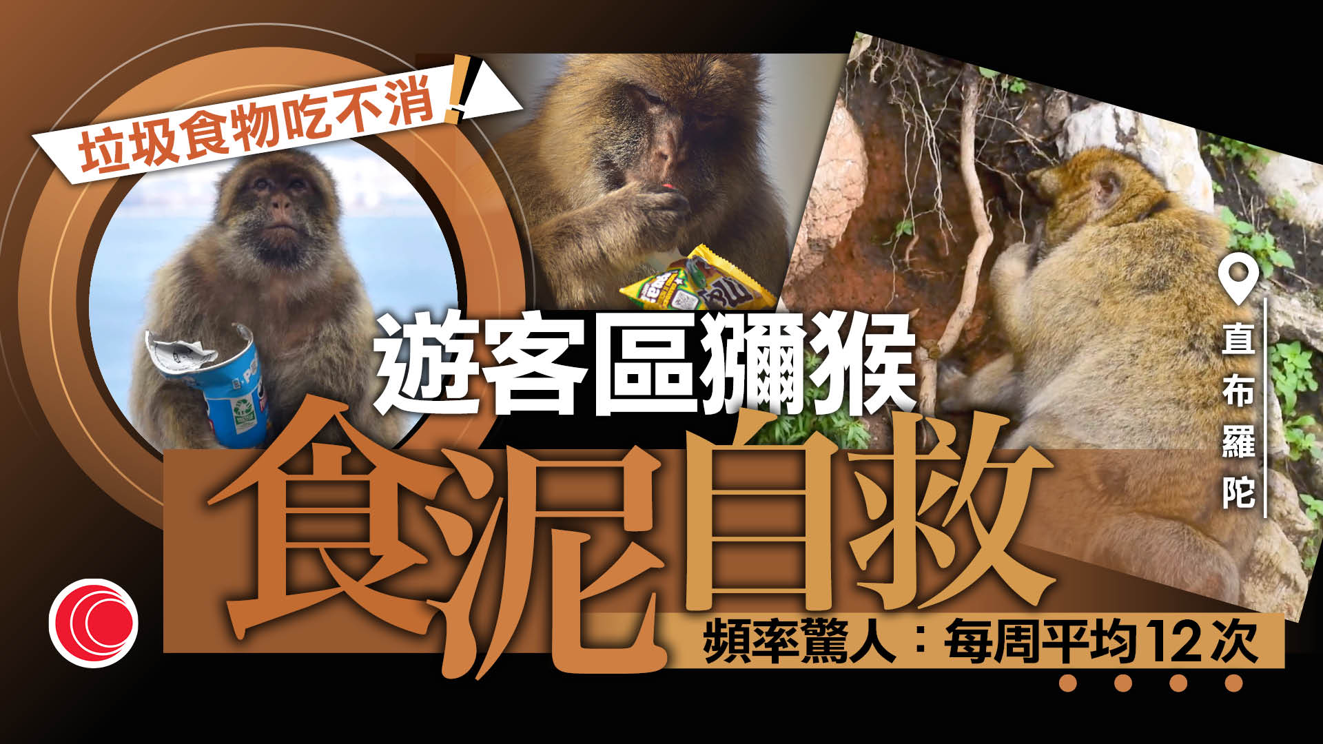 獼猴現「食土癖」？　研究指為消化遊客餵食垃圾食物　發展食土行為保護腸道