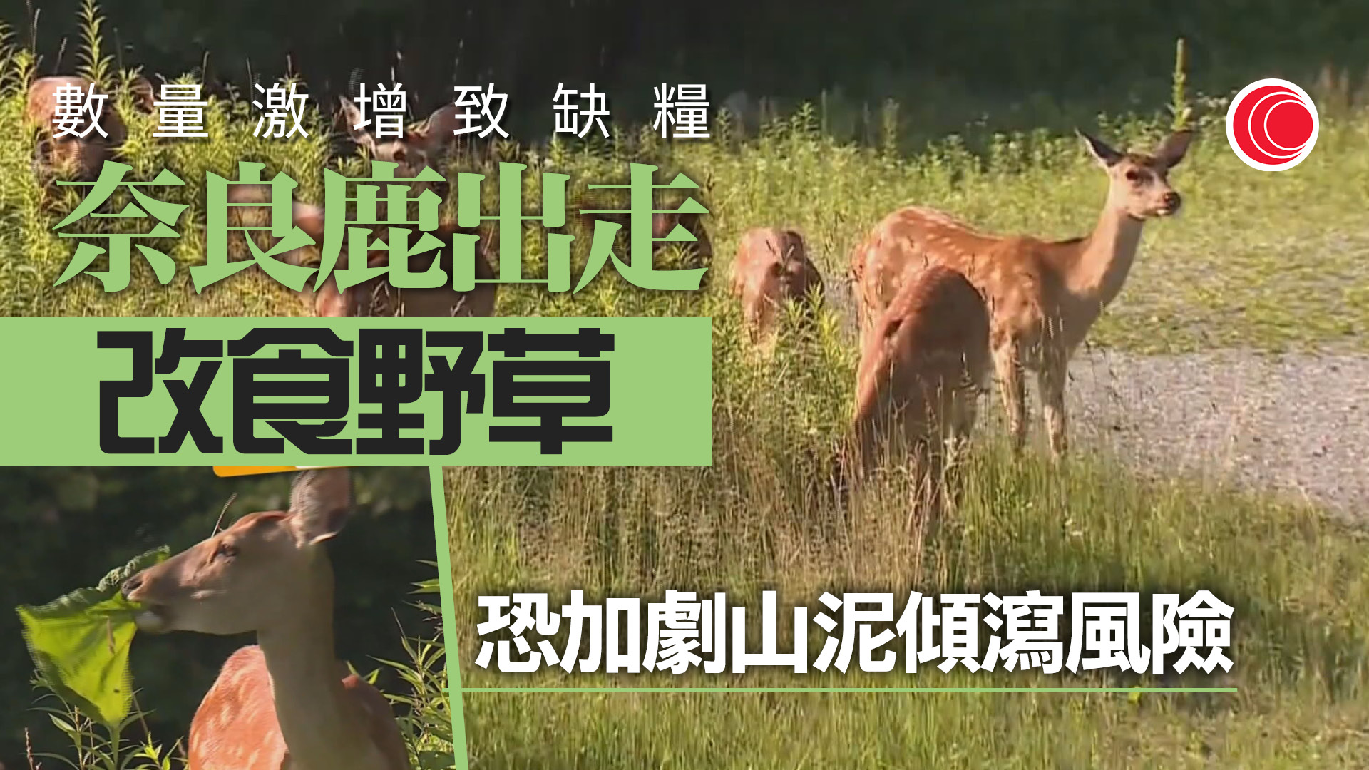 奈良鹿激增至1687隻　糧食短缺「出走」改食野草　學者：或加劇山泥傾瀉風險