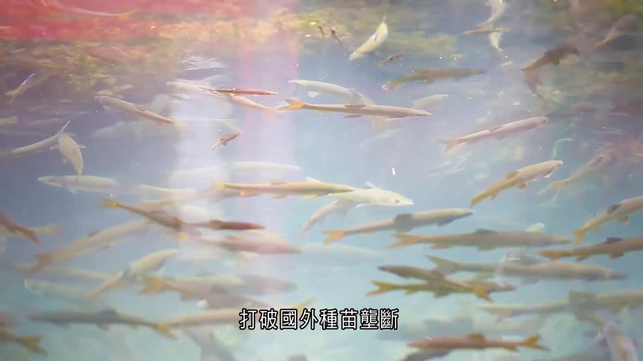 以生態文明建設引領漁業發展　雲南擁亞洲最大鱘魚養殖加工基地