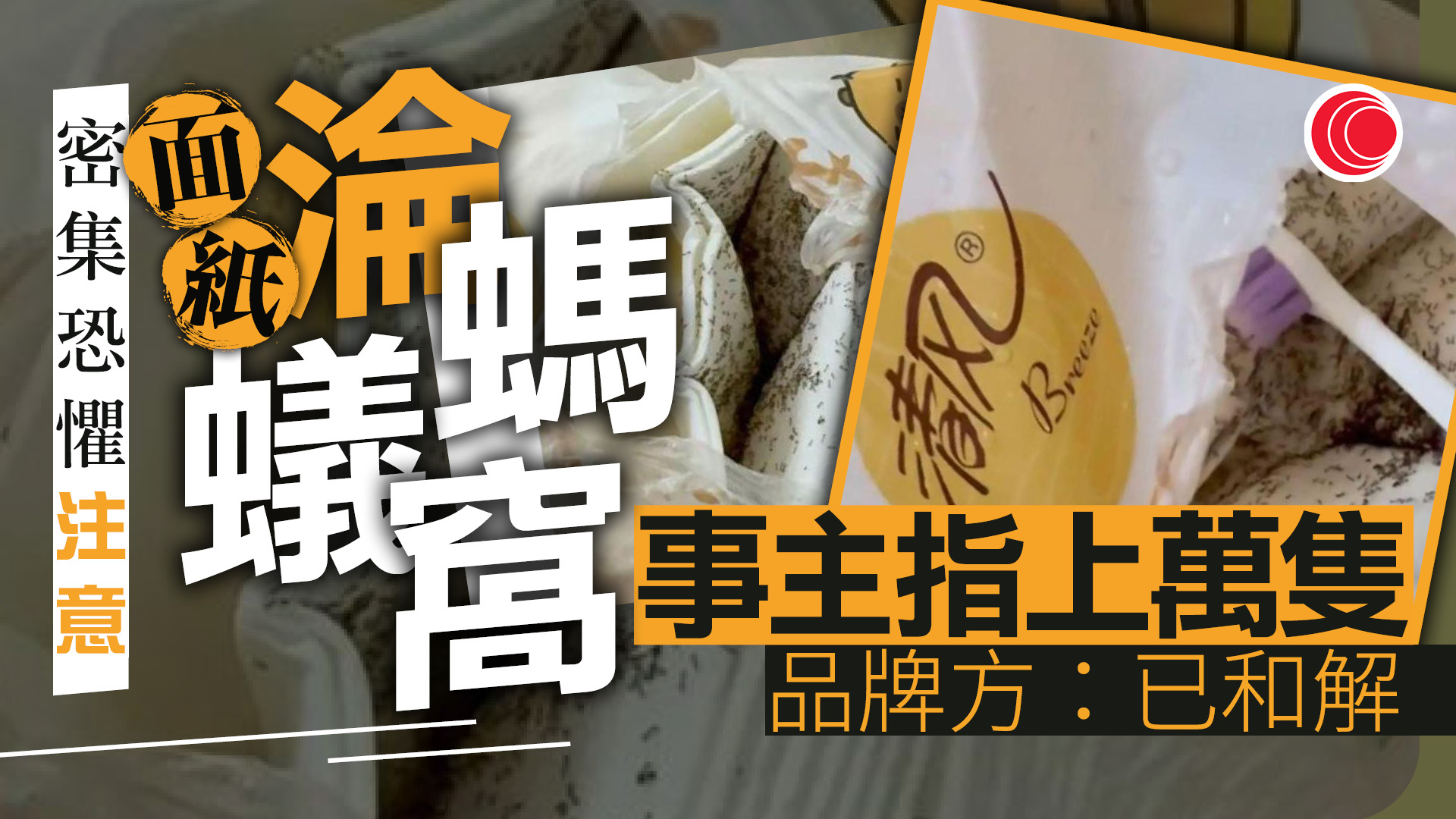 抽面紙驚現密麻麻活蟻　事主崩潰：成千上萬隻　品牌：沒可能生產時混入