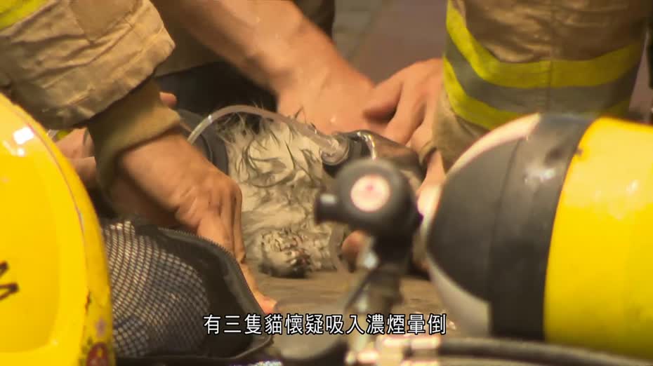 旺角通菜街單位起火　約50人疏散　三貓昏迷需急救