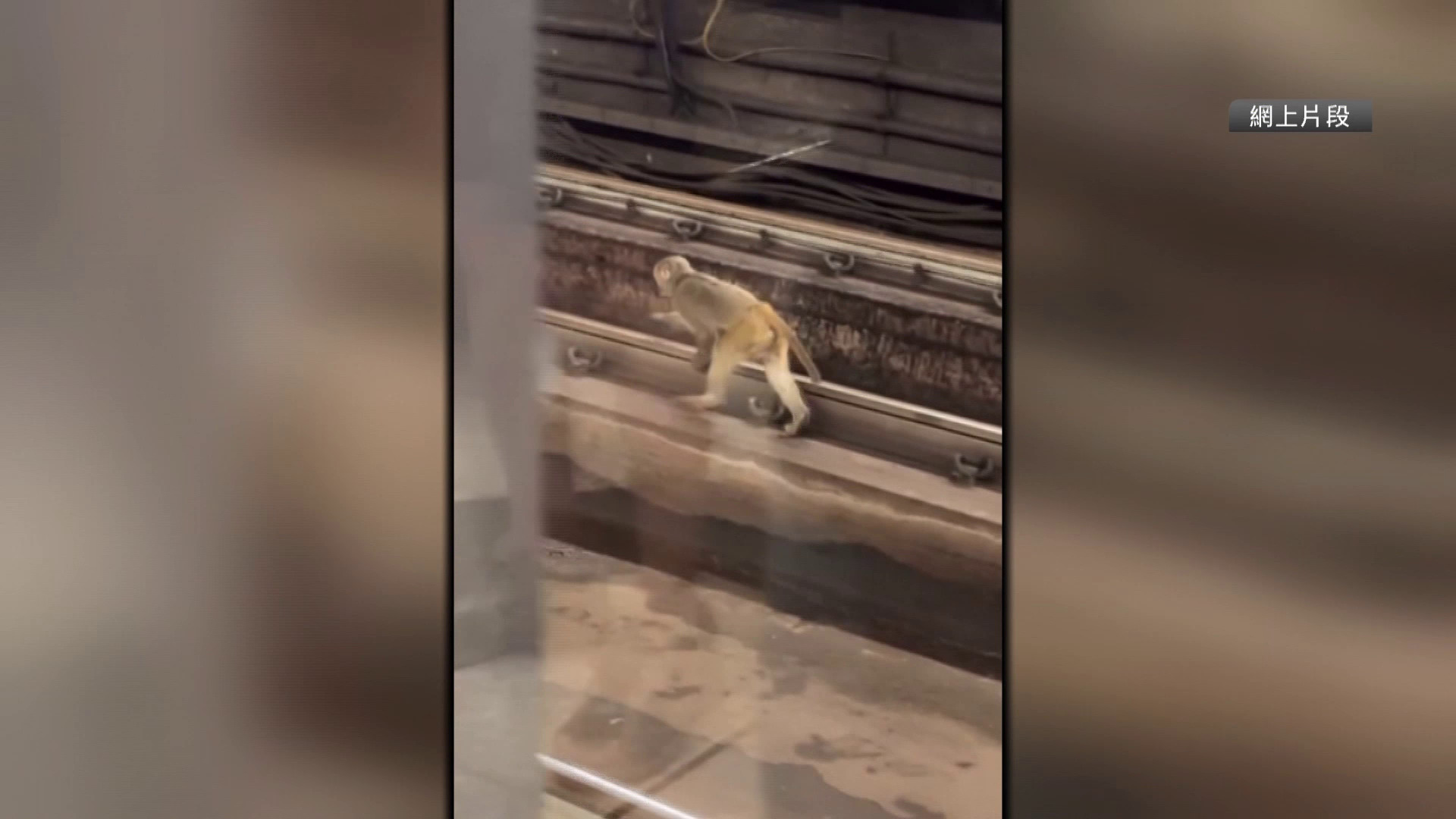 猴子接連闖港鐵路軌　列車服務一度受阻　專家指本港城郊界線模糊　籲市民如遇動物保持冷靜
