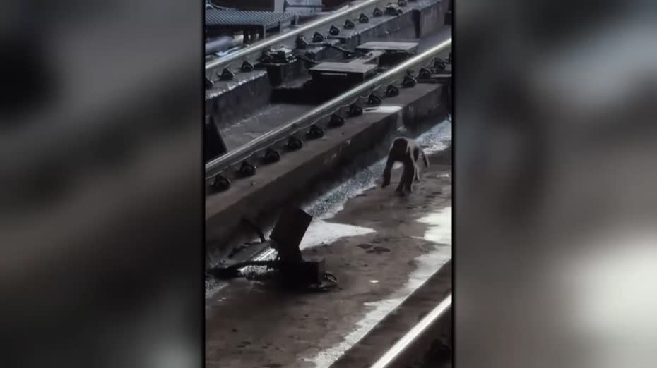 猴子接連闖港鐵路軌　專家指香港城郊界線模糊、籲保持冷靜　認為港鐵處理恰當