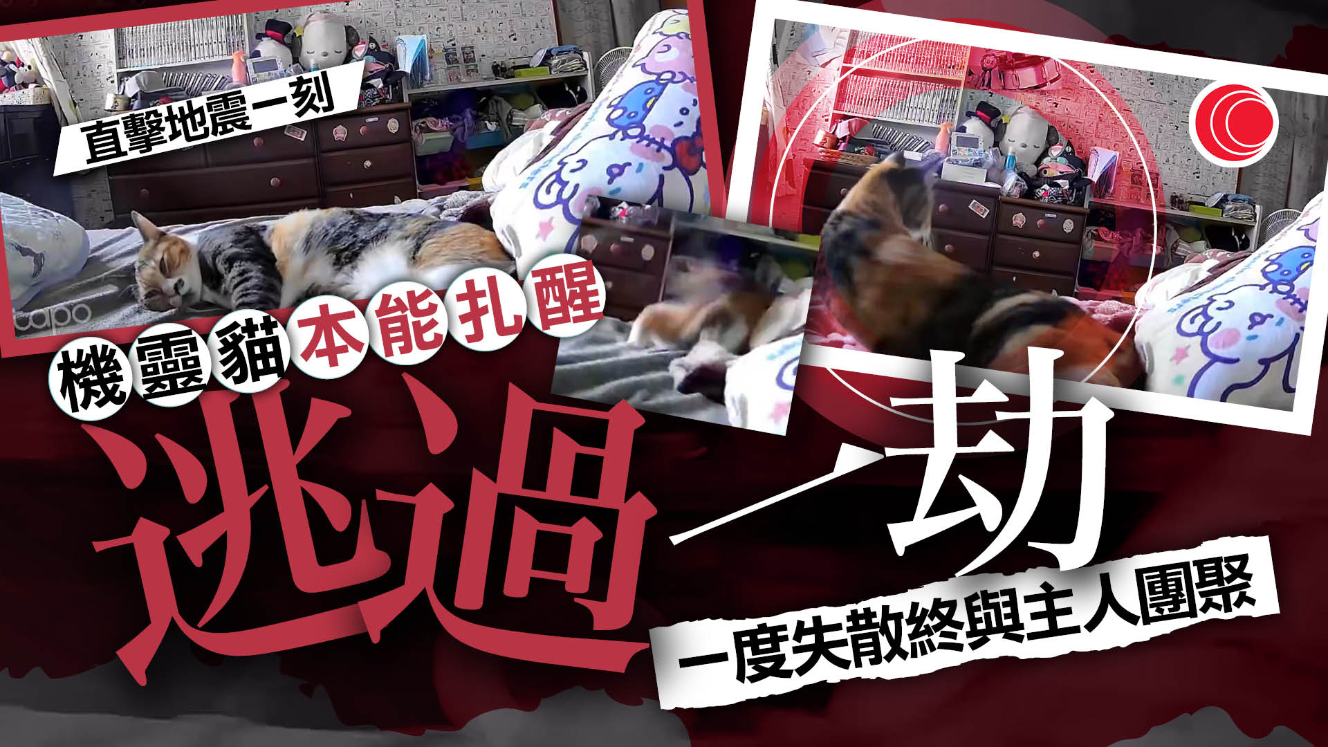 熊本7.1級地震｜寵物攝影機直擊驚險一刻　貓咪憑敏銳本能避險　平安撤至避難所