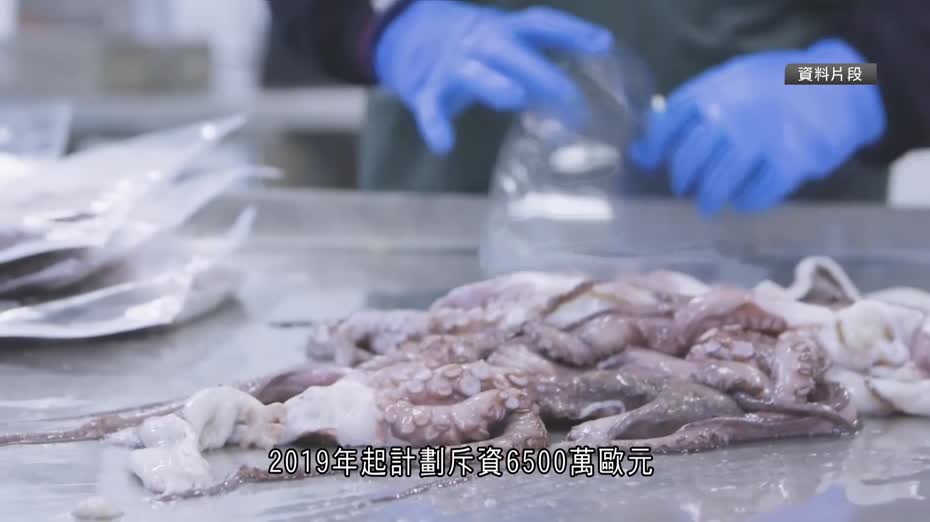 西班牙跨國水產企業叫停全球首個八爪魚養殖場計劃