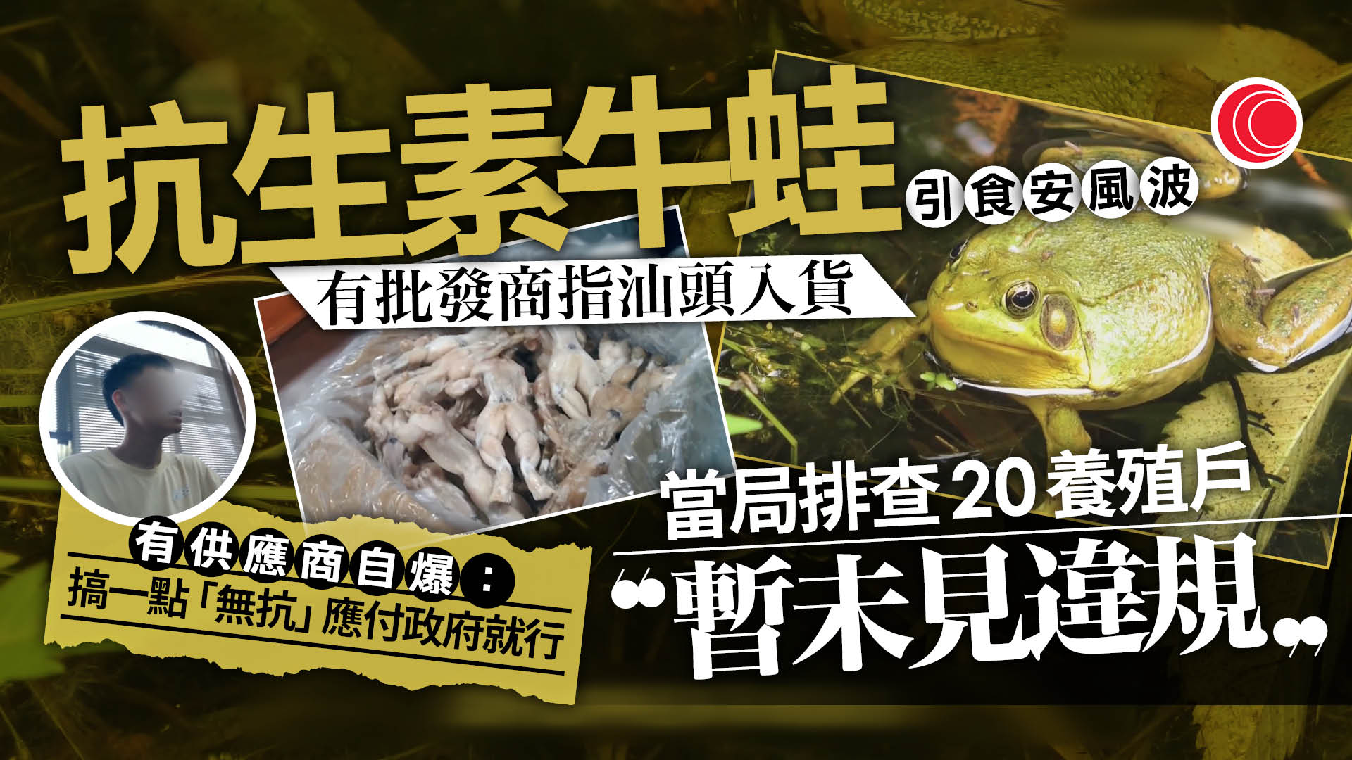 內地牛蛙被揭抗生素含量超標　初步指有問題貨源來自長沙和湛江