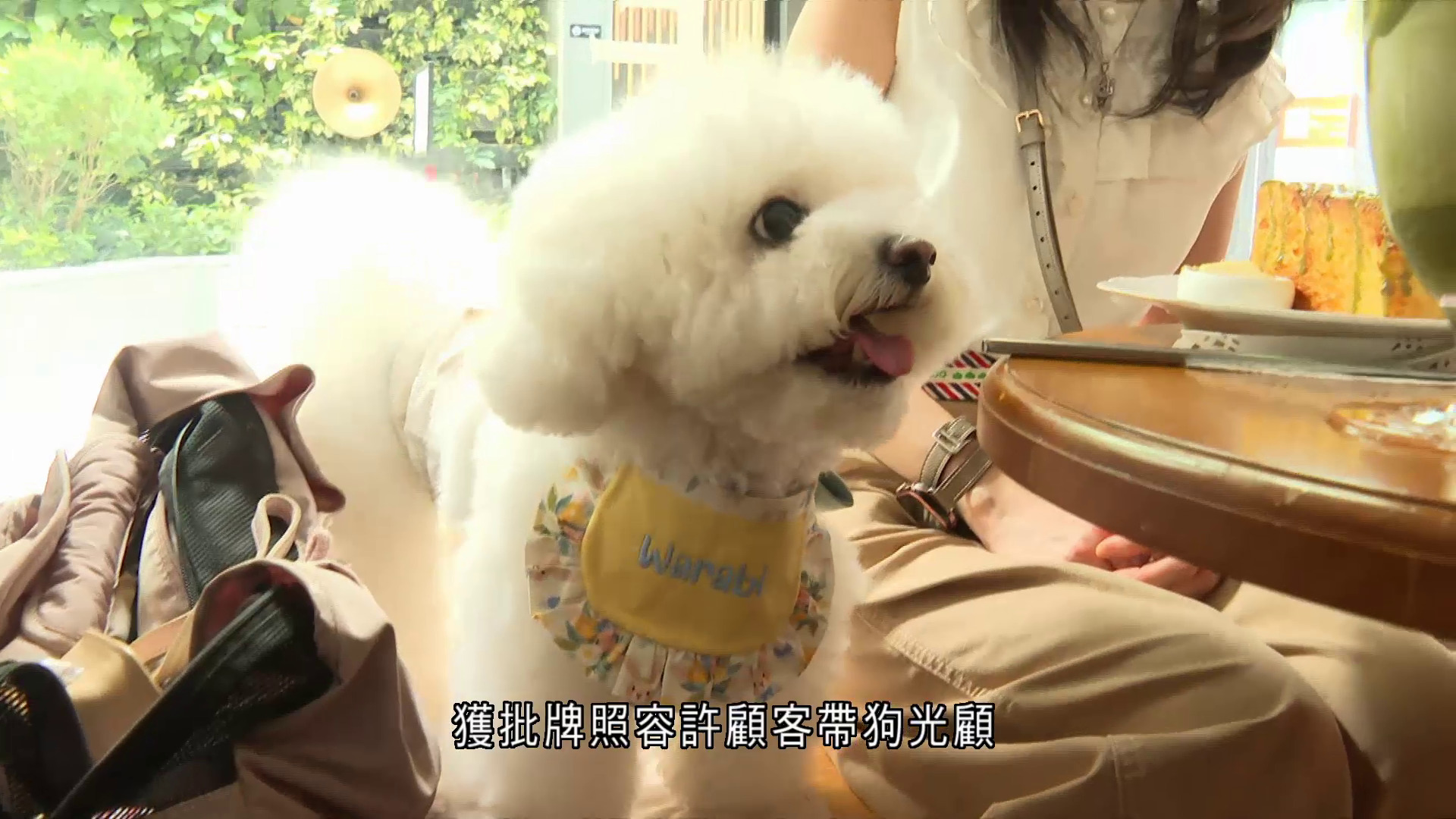 狗隻友善食肆｜首月八宗檢控　兩宗涉狗主未穩妥牽引狗帶