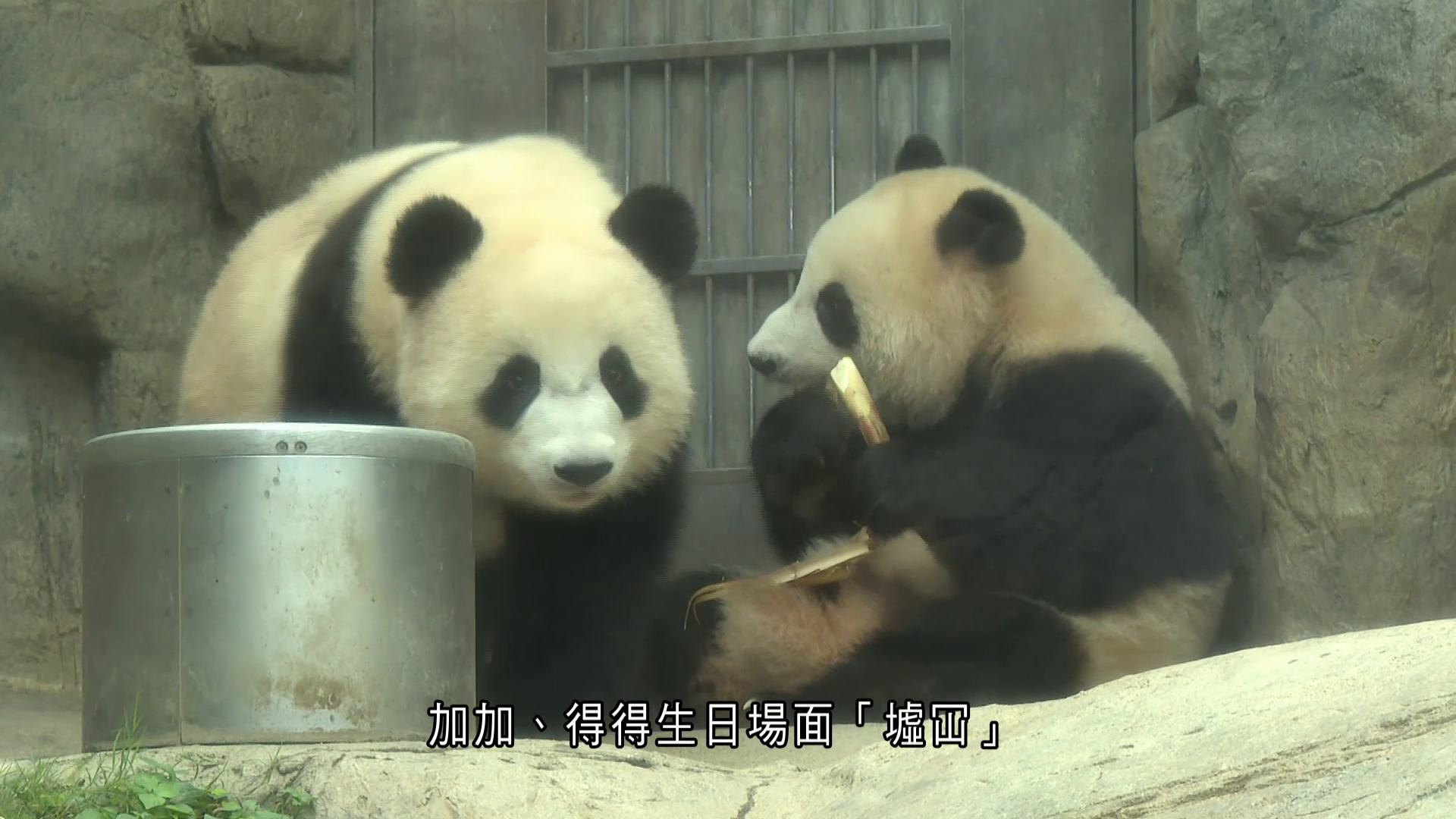 大熊貓龍鳳胎兩歲生日　市民製作應援物、專程由廣州來港祝賀：天氣熱但無阻我們熱情