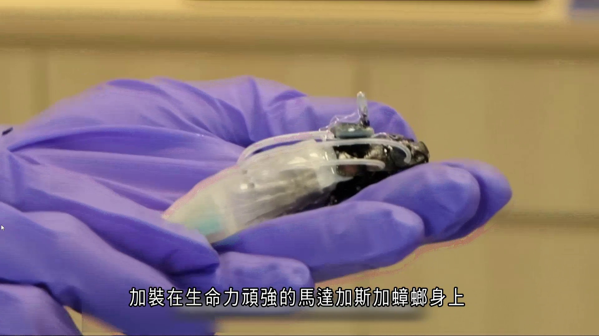 世界轉一圈｜曱甴變身潛水員？ 團隊研發3D打印供氧、電極裝備　有望組蟑螂拯救隊