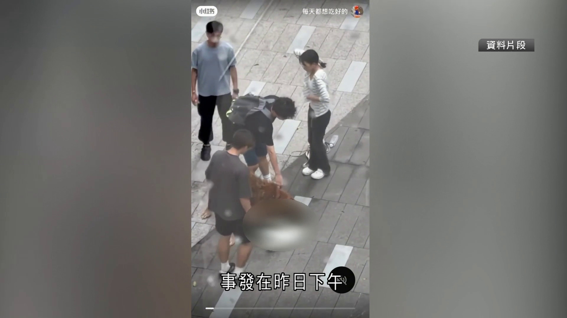 元朗狗咬狗｜漁護署拘涉案大狗狗主　曾警告需用狗帶控制　正調查兩案