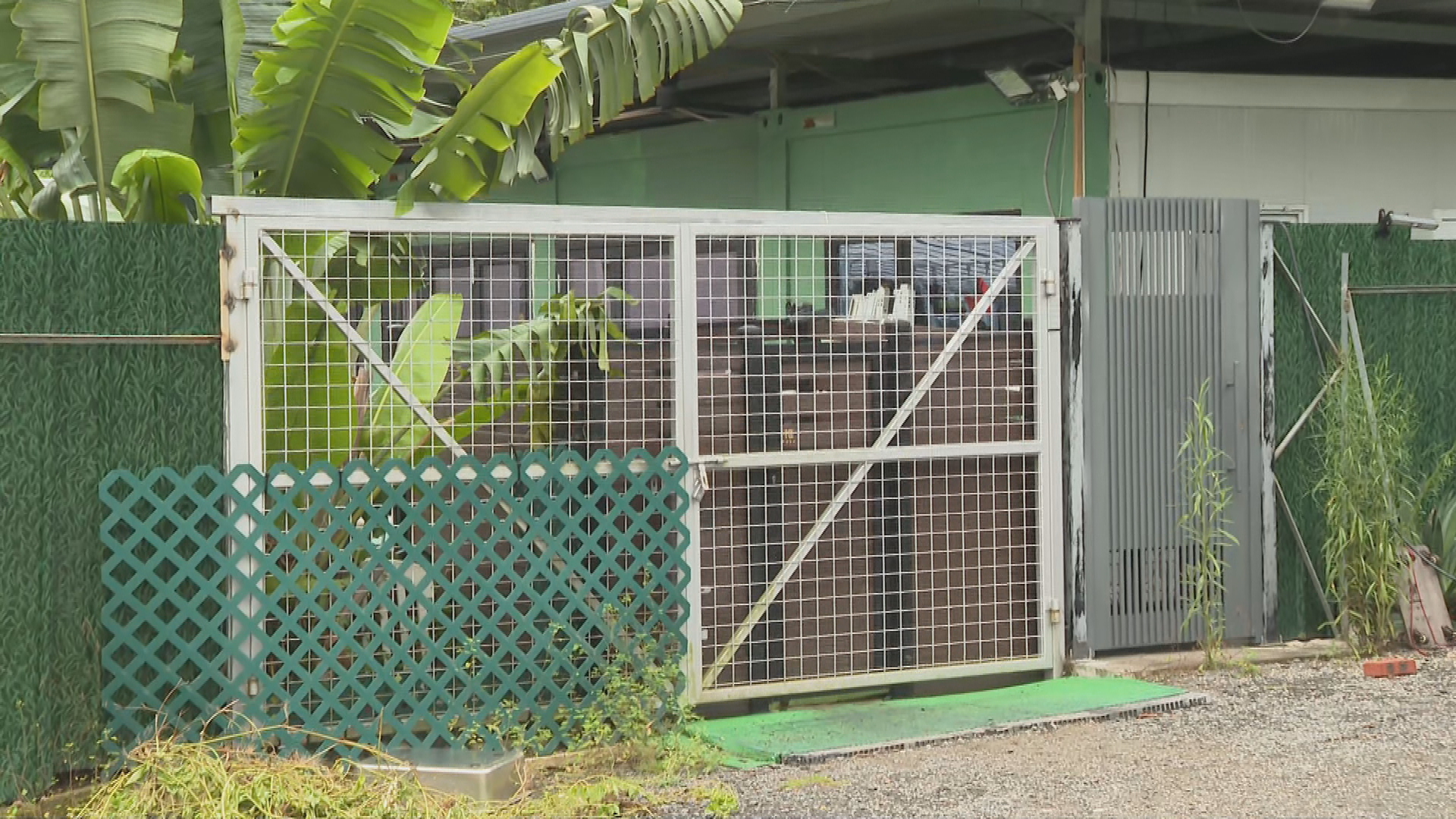 打鼓嶺狗咬人｜黎堅明：相信有格鬥犬血統　惟晶片顯示為唐狗、會繼續調查